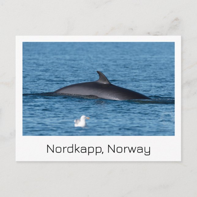Cartão postal Nordkapp, Noruega Souvenir. (Frente)