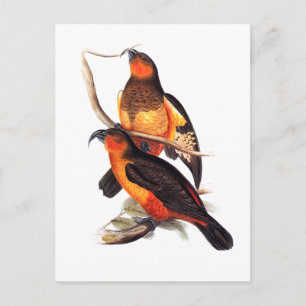 Cartão Postal Norfolk Island Kaka