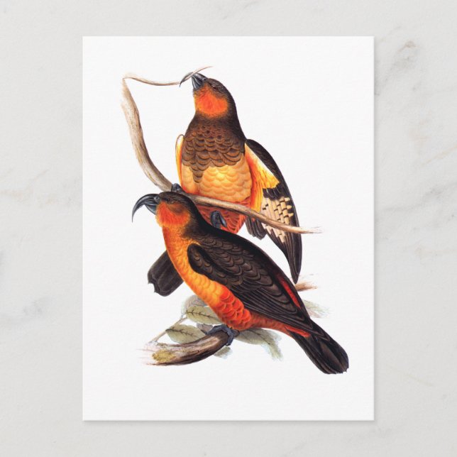 Cartão Postal Norfolk Island Kaka (Frente)