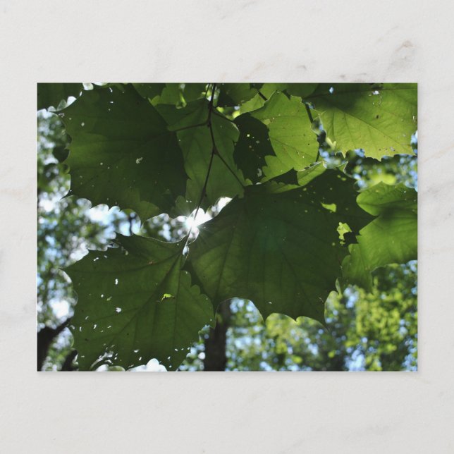 Cartão postal normal (Frente)