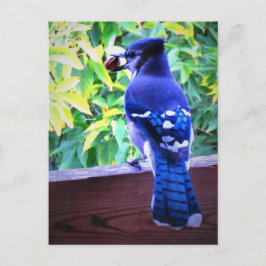 Cartão Postal Norte Azul Jay W Peanut Belo Penas Azuis
