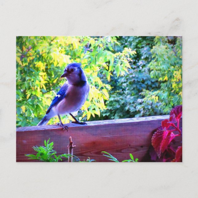 Cartão Postal Norte Blue Jay Perching Birds Canadá (Frente)