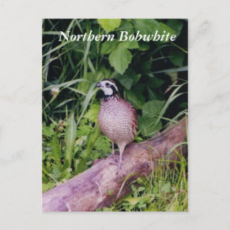 Cartão Postal Norte Bobwhite Quail