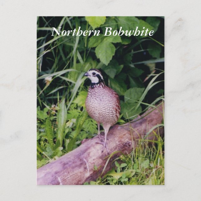 Cartão Postal Norte Bobwhite Quail (Frente)