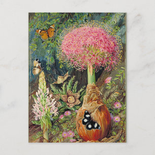 Cartão Postal Norte - Buphane Toricara e Outras Flores