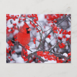 Cartão Postal Norte Cardinal masculino, Winter, IL