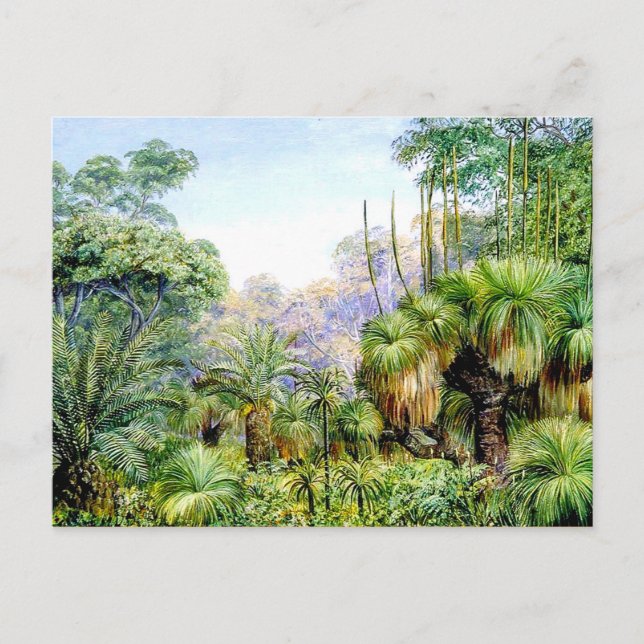 Cartão Postal Norte - Cena Florestal no Oeste da Austrália (Frente)