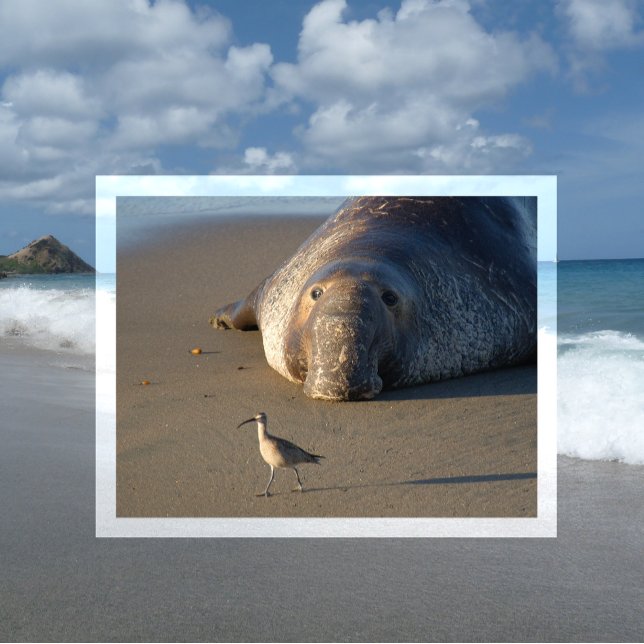 Cartão Postal Norte Elephant Seal Watts Bird Monterey Bay (Criador carregado)