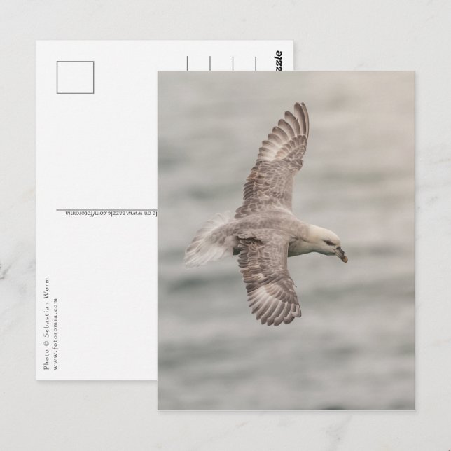 Cartão Postal Norte Fulmar Nature Foto (Frente/Verso)