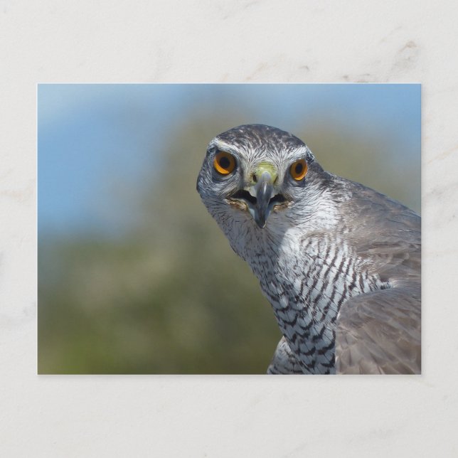 Cartão Postal Norte Gohawk Fechar (Frente)