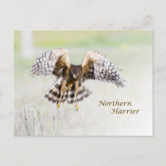 Cartão Postal Norte Harrier