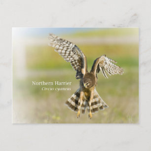 Cartão Postal Norte Harrier