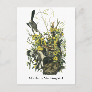 Cartão Postal Norte Mocking Bird, John Audubon