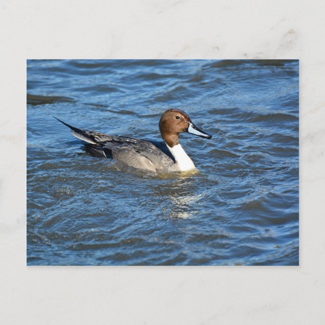 Cartão Postal Norte Pintail Duck (Frente)