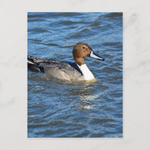 Cartão Postal Norte Pintail Duck