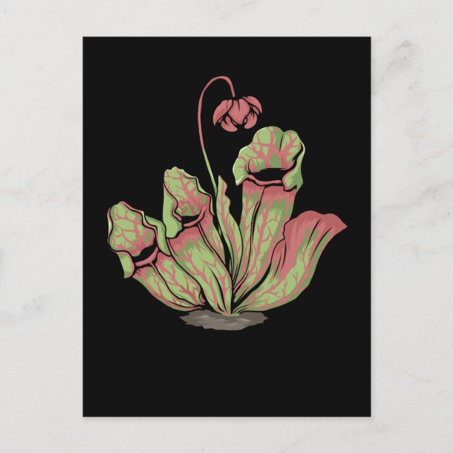 Cartão Postal Norte Pitcher Plantas Carnívoras Sarracenia (Frente)