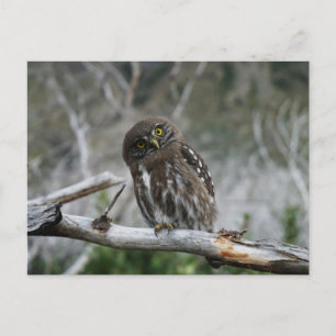 Cartão Postal Norte Pygmy Owl