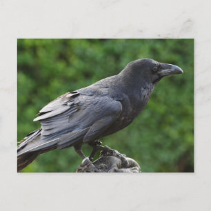 Cartão Postal Norte Raven