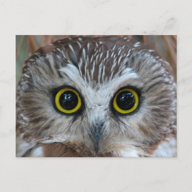 Cartão Postal Norte Saw-whet Owl Close-up (Frente)
