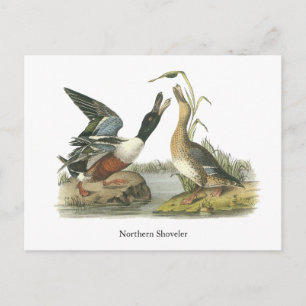 Cartão Postal Norte Shoveler, John Audubon