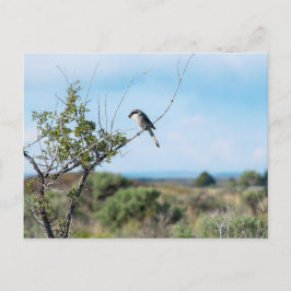 Cartão Postal Norte Shrike