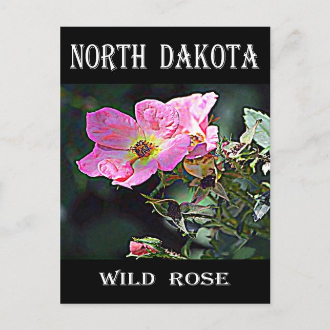 Cartão Postal North Dakota Wild Rosa (Frente)