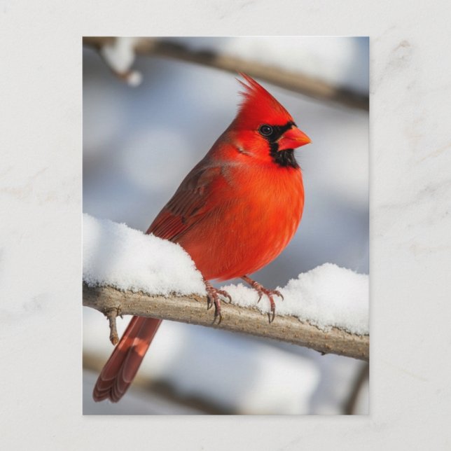 Cartão Postal Northern Cardinal (Frente)