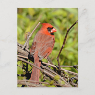 Cartão Postal Northern Cardinal In Michigan