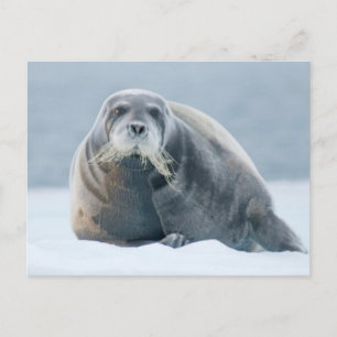 Cartão Postal Noruega, Arquipélago de Svalbard, Spitsbergen 4