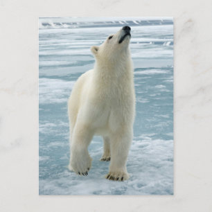 Cartão Postal Noruega, Arquipélago de Svalbard, Spitsbergen 8