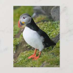 Cartão Postal Noruega, Arquipélago de Svalbard, Spitsbergen 9