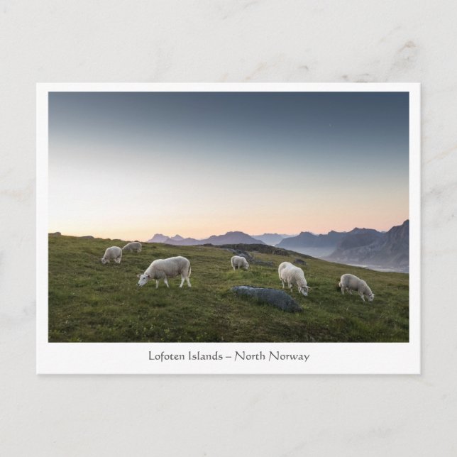 Cartão Postal Noruega Lofoten Sheep (Frente)