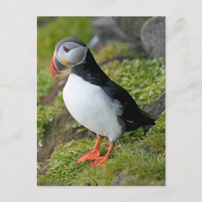 Cartão Postal Noruega, Svalbard Archipelago, Spitsbergen 9 (Frente)