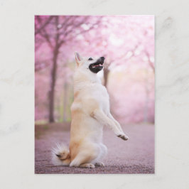 Cartão Postal Norwegian Buhund e flores de cerejeira