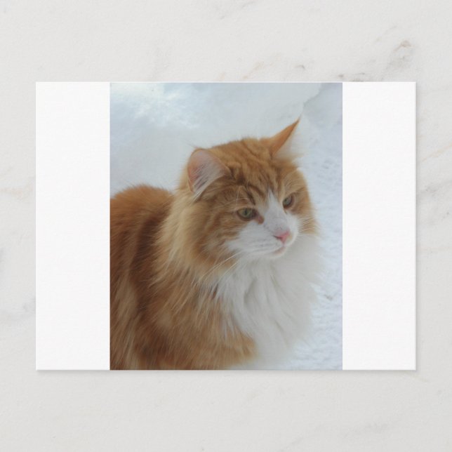 Cartão Postal Norwegian_Forest_Cat (Frente)