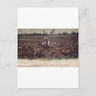 Cartão Postal Nos Campos Cigarro Da Virgínia Antiga