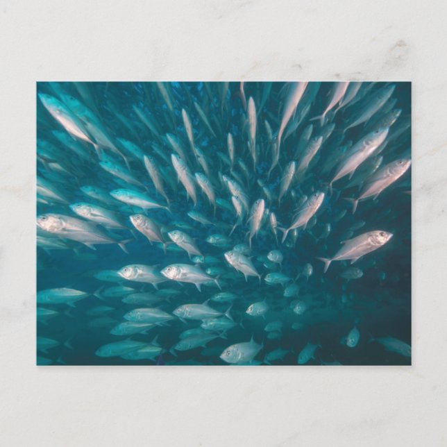 Cartão Postal Nos Jacks (Frente)