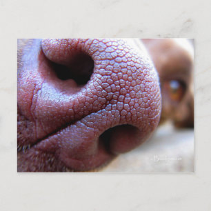 Cartão Postal Nose Canina
