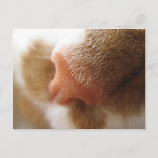 Cartão Postal Nose de gato