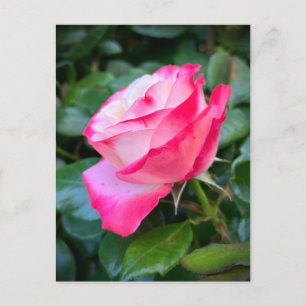 Cartão Postal Nostalgie Rosa Nostalgia