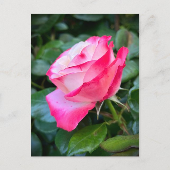 Cartão Postal Nostalgie Rosa Nostalgia (Frente)