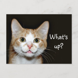 Cartão Postal Nosy cat