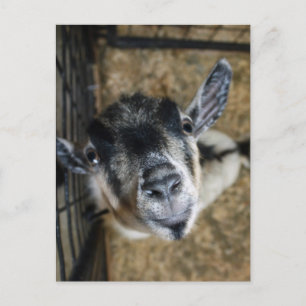 Cartão Postal Nosy Goat Olhando