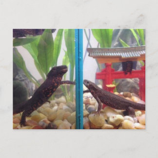 Cartão Postal Notícias a Chegar