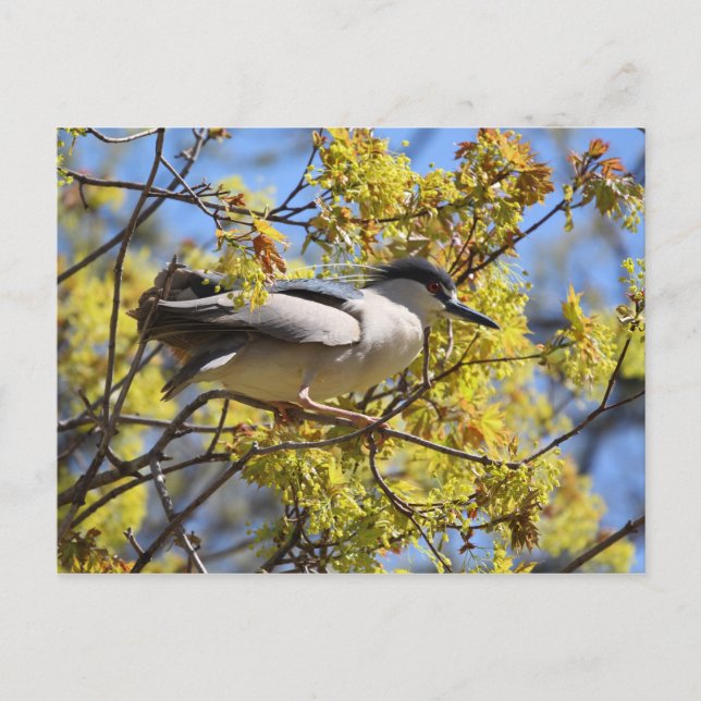 Cartão postal Noturno Heron preto coroado (Frente)