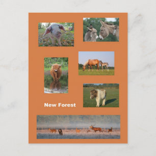 Cartão Postal Nova Floresta