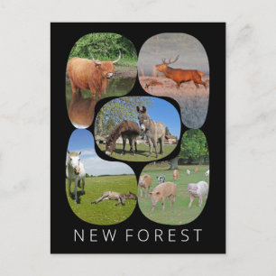 Cartão Postal Nova Floresta