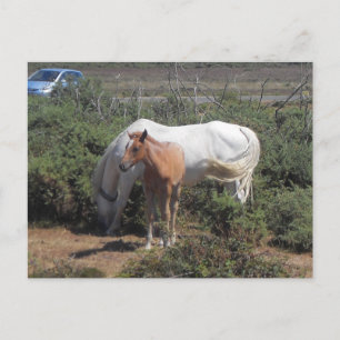 Cartão Postal Nova Floresta Mare e Foal