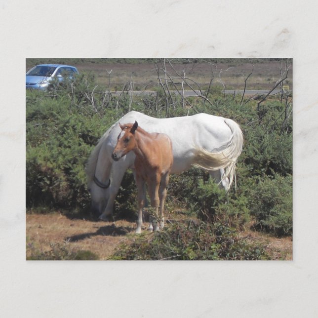 Cartão Postal Nova Floresta Mare e Foal (Frente)