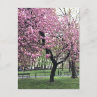 Nova Iorque de árvore de flores cor-de-rosa bonito